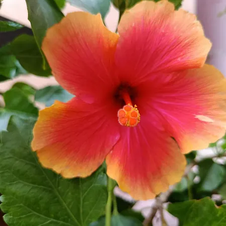 Milena Vista Mare Villa *